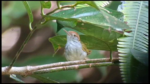 Ashy Tailorbird - ML647731007
