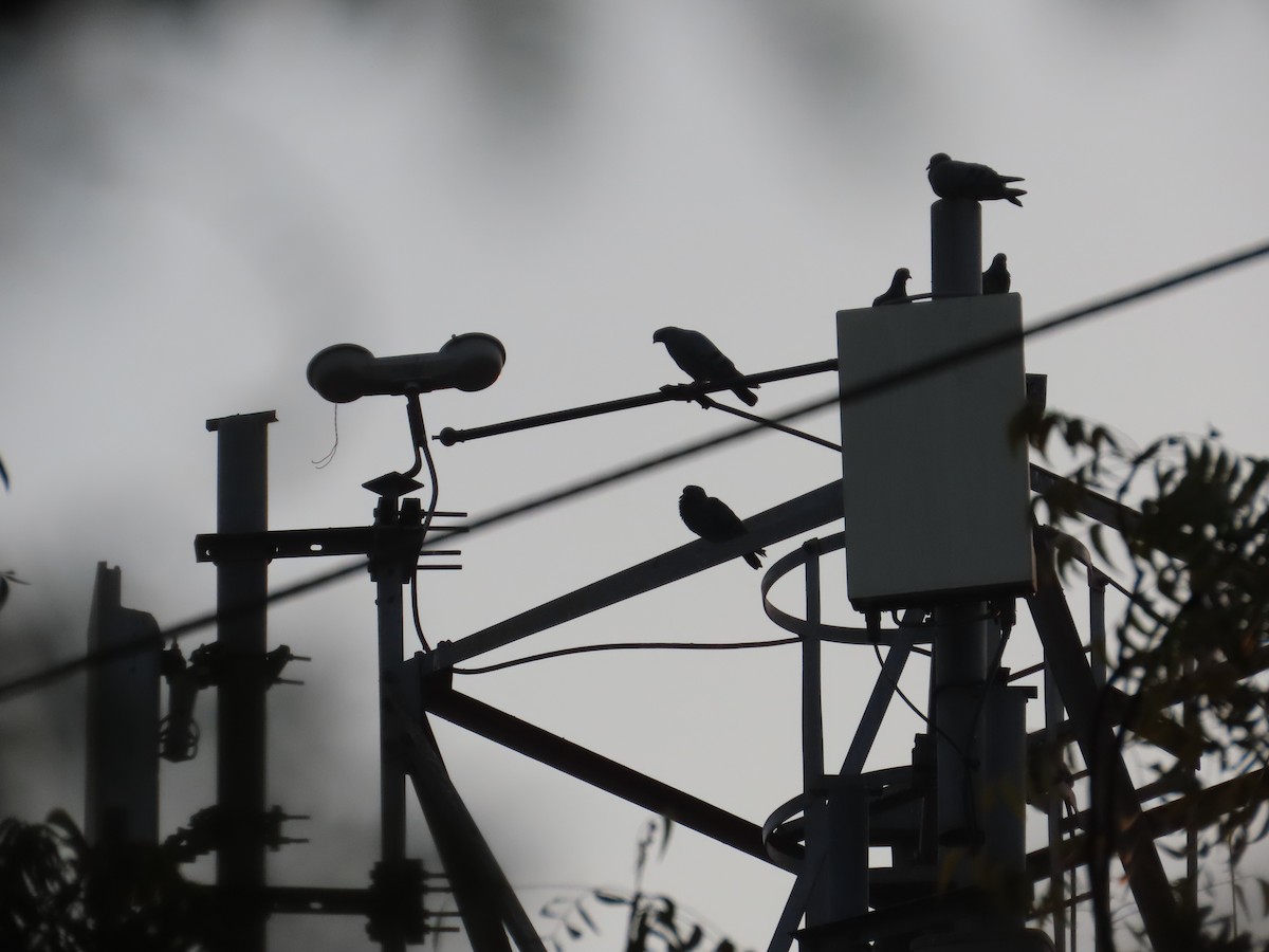 Rock Pigeon (Feral Pigeon) - ML647731009