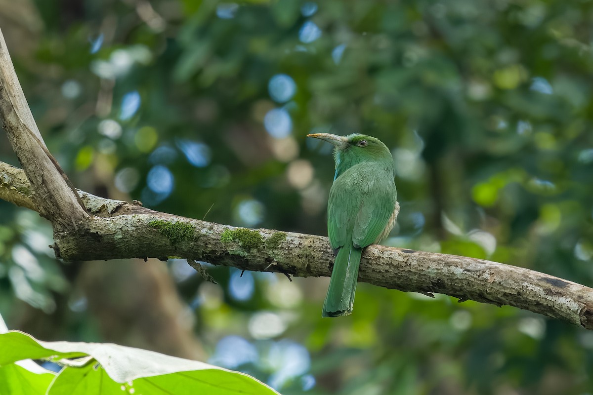 Blue-bearded Bee-eater - ML647731012