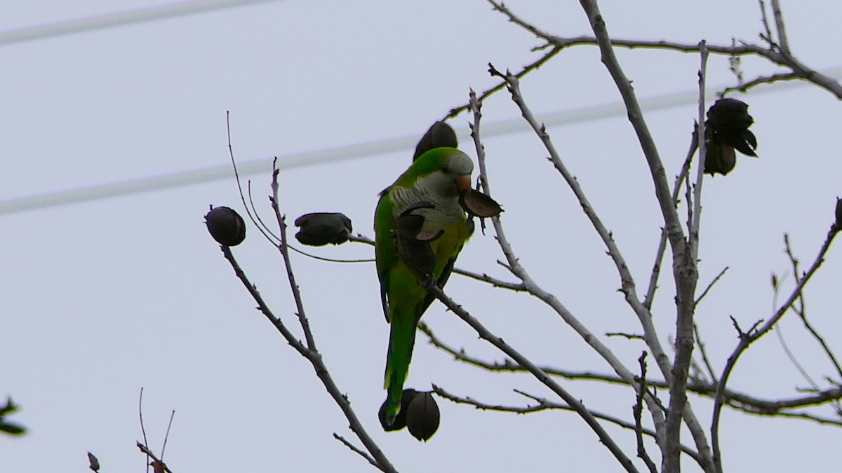Monk Parakeet - ML647731013