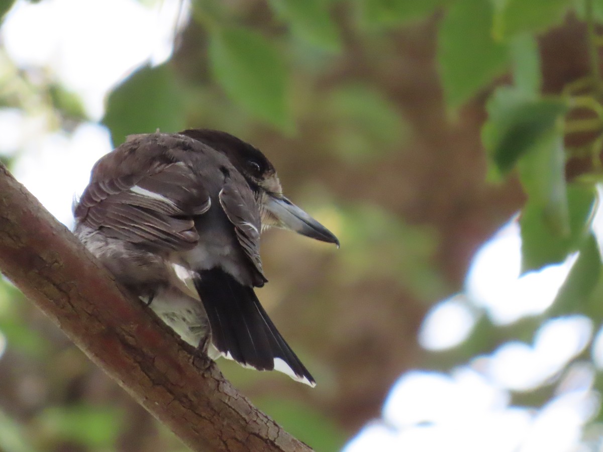 Gray Butcherbird - ML647731014