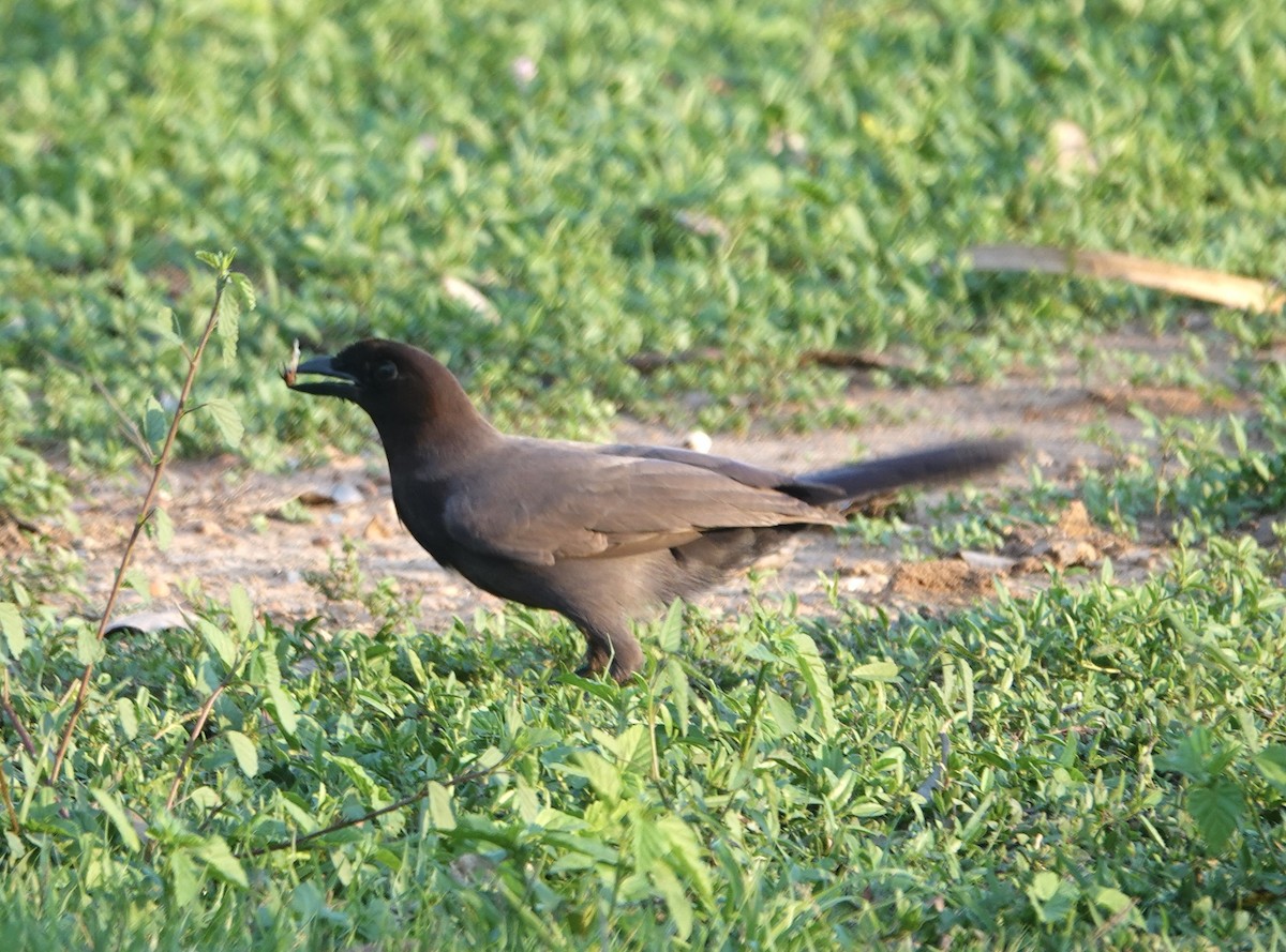 Purplish Jay - ML647731017