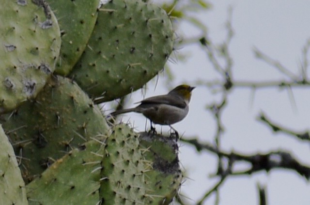 Verdin - ML647731018