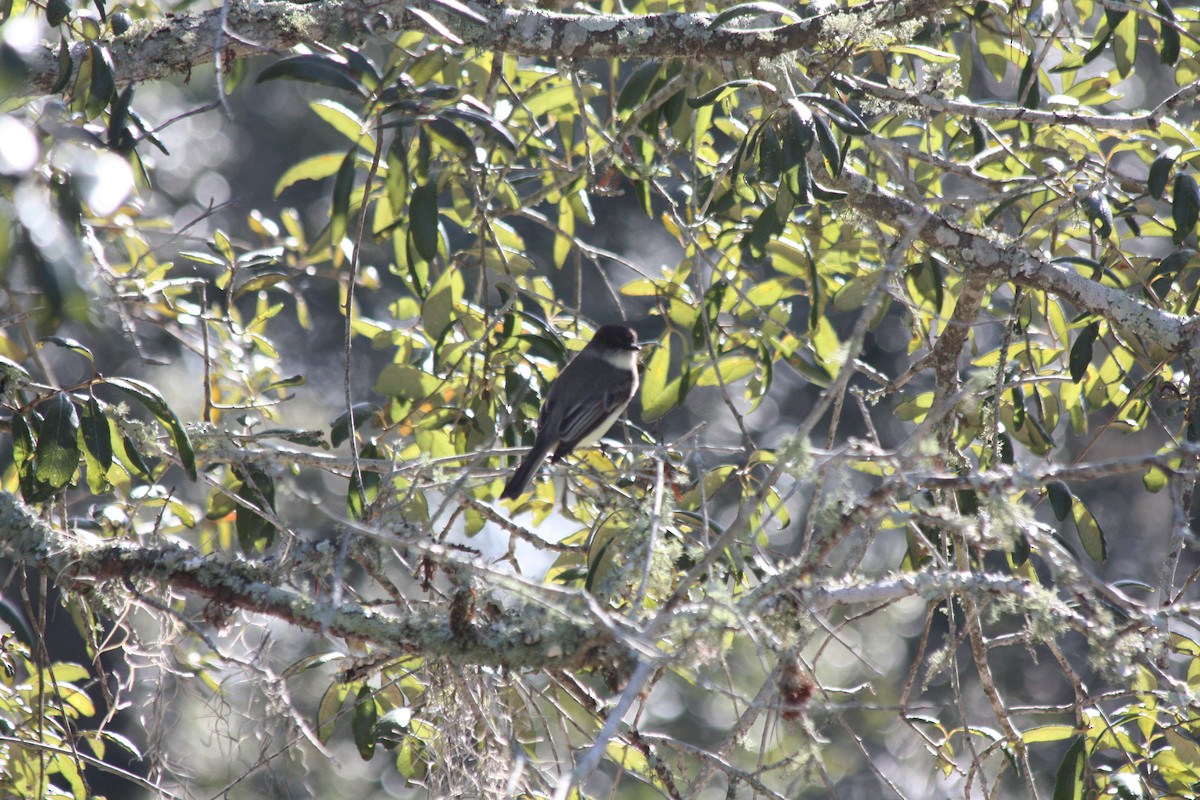 Eastern Phoebe - ML647731020