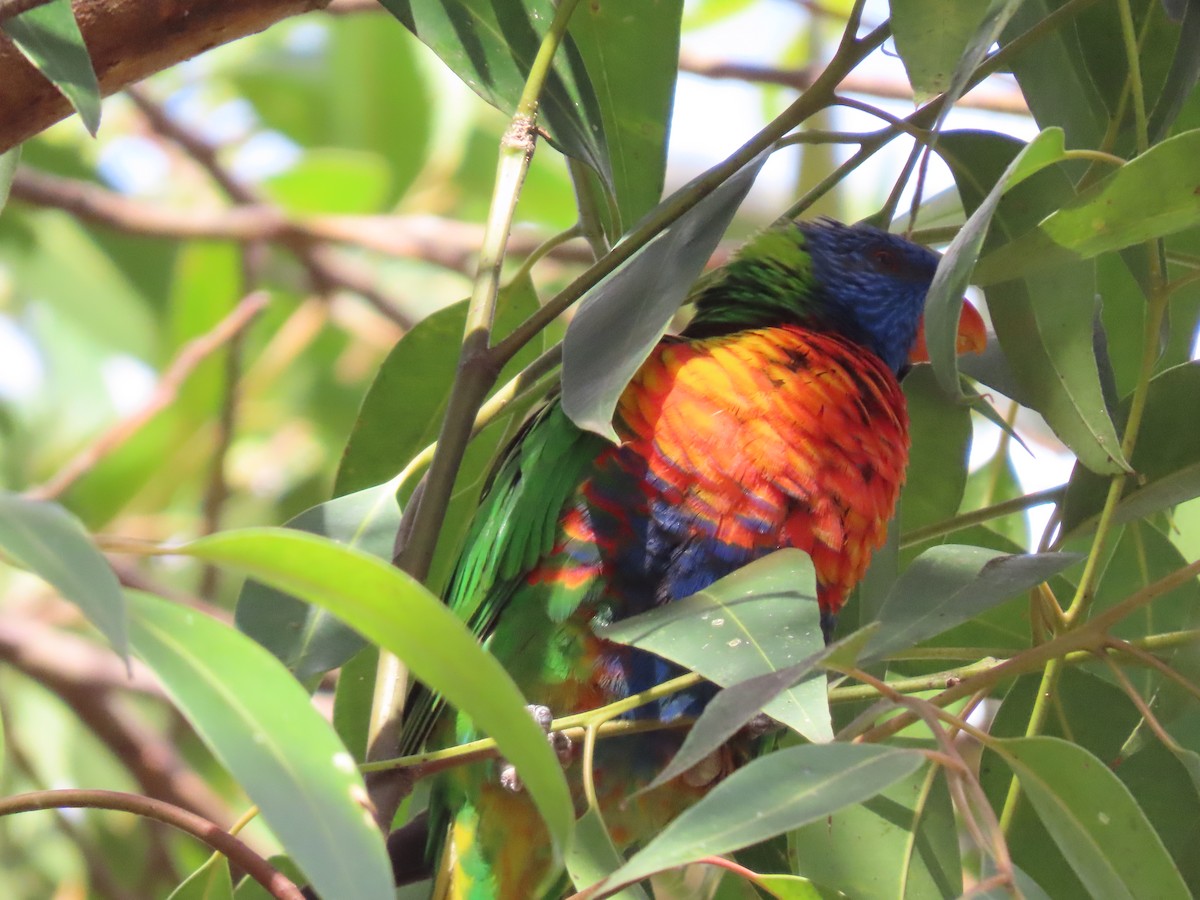 Rainbow Lorikeet - ML647731021