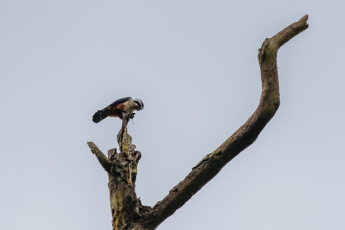 Collared Falconet - ML647731022