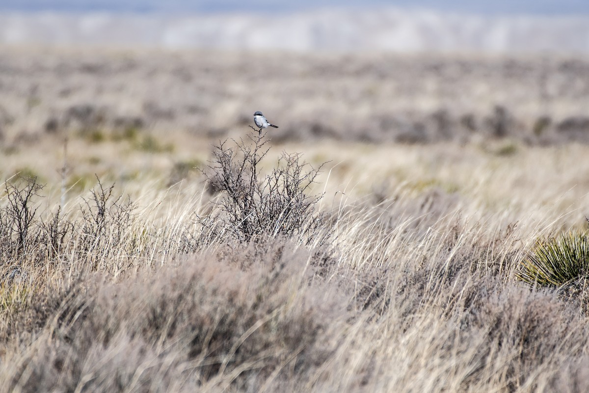 Loggerhead Shrike - ML647731023