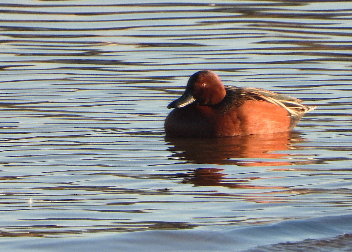 Cinnamon Teal - ML647731024
