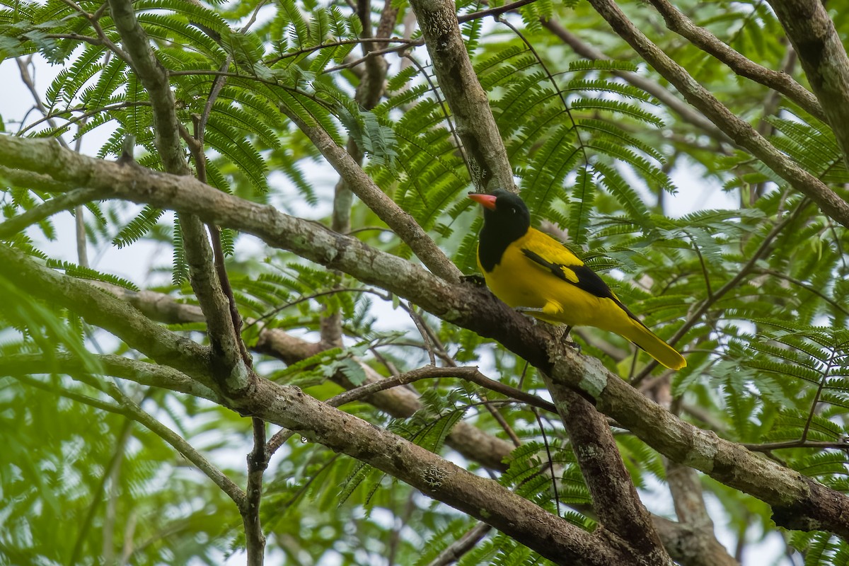 Black-hooded Oriole - ML647731025