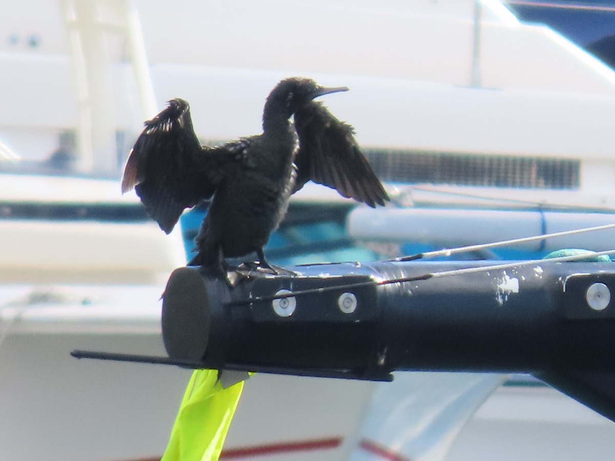 Little Black Cormorant - ML647731027