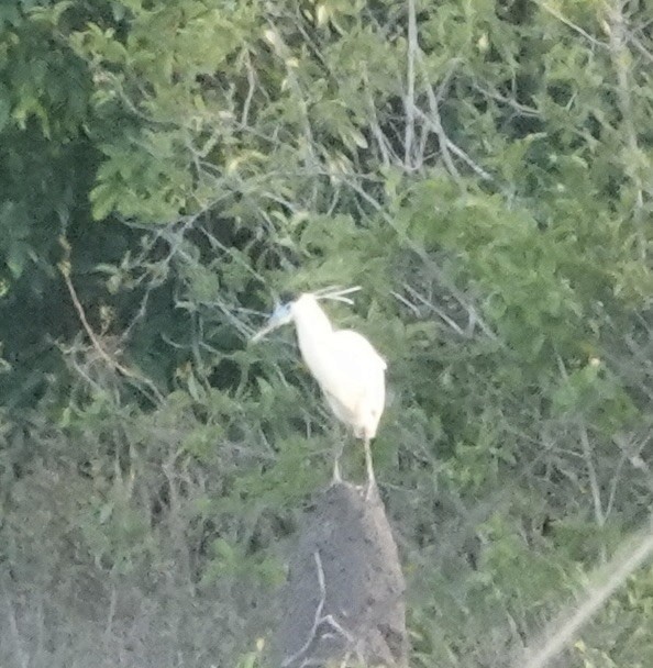 Capped Heron - ML647731028