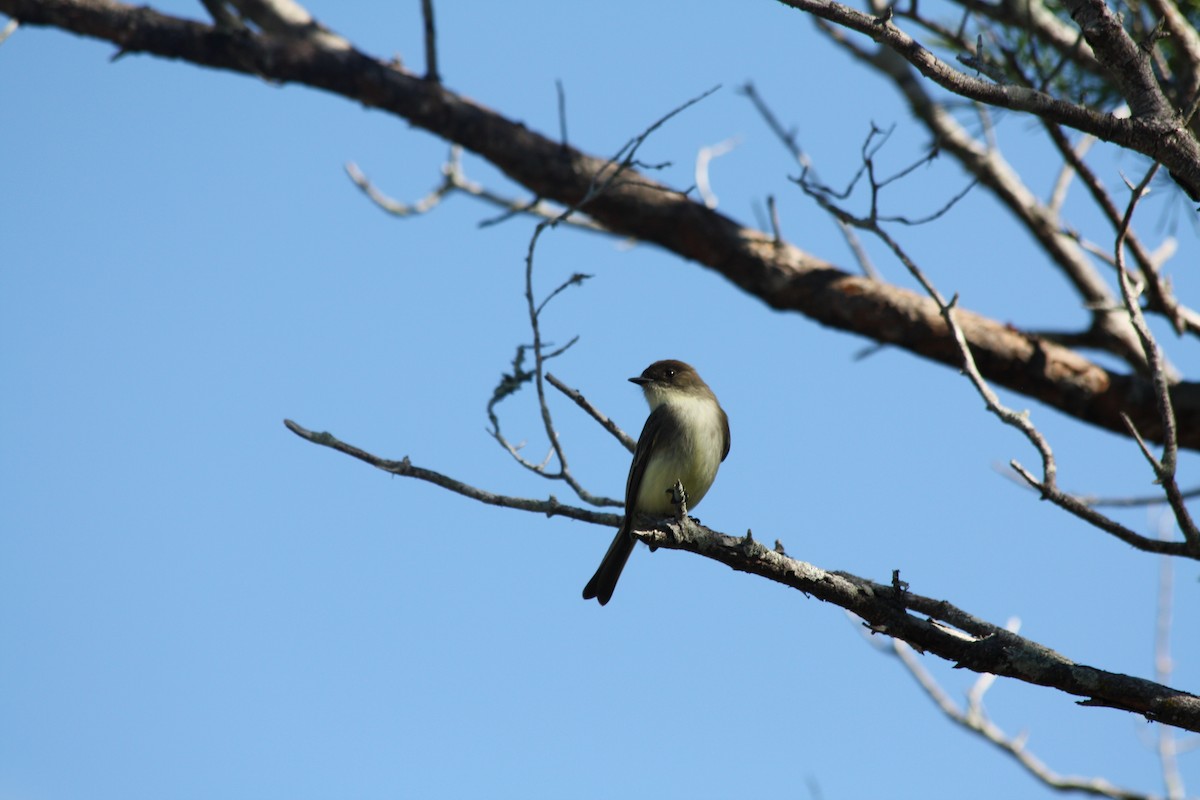 Eastern Phoebe - ML647731029
