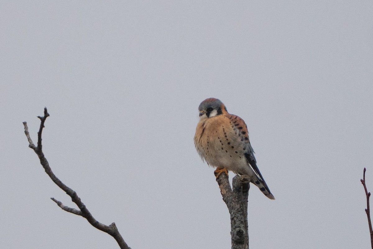 American Kestrel - ML647731031