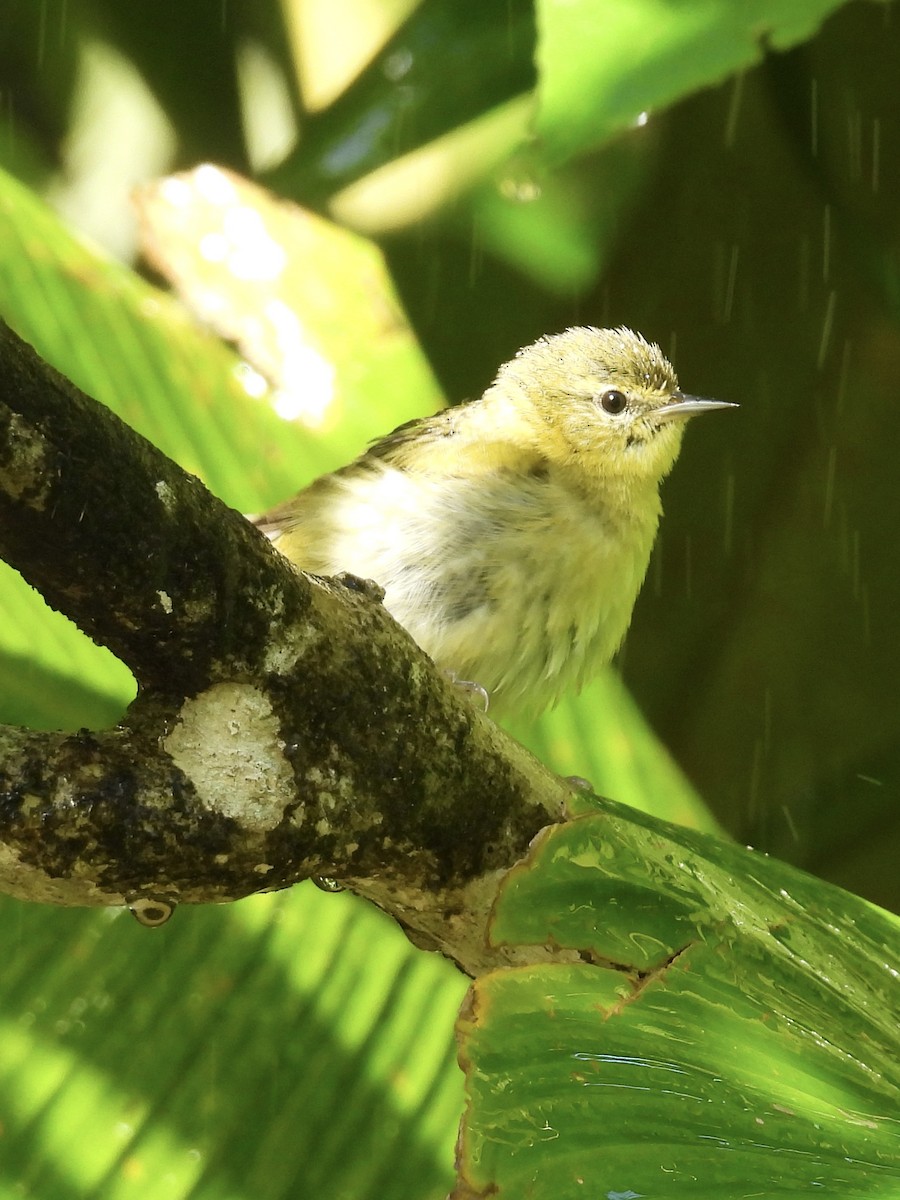 Tennessee Warbler - ML647731044