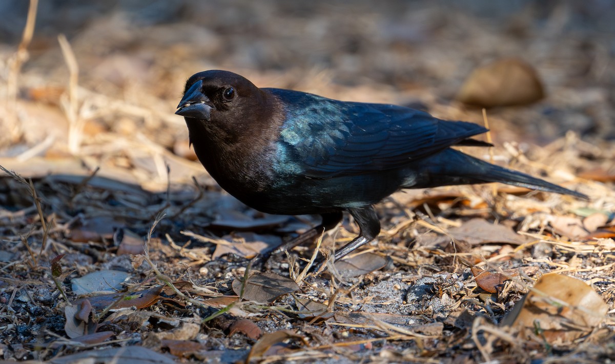 Braunkopf-Kuhstärling - ML647731052