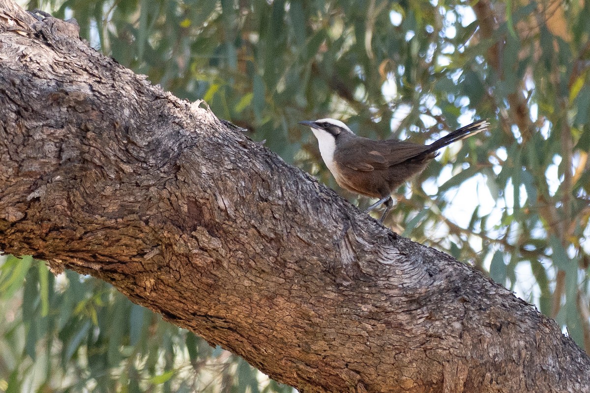 オーストラリアマルハシ - ML647731054