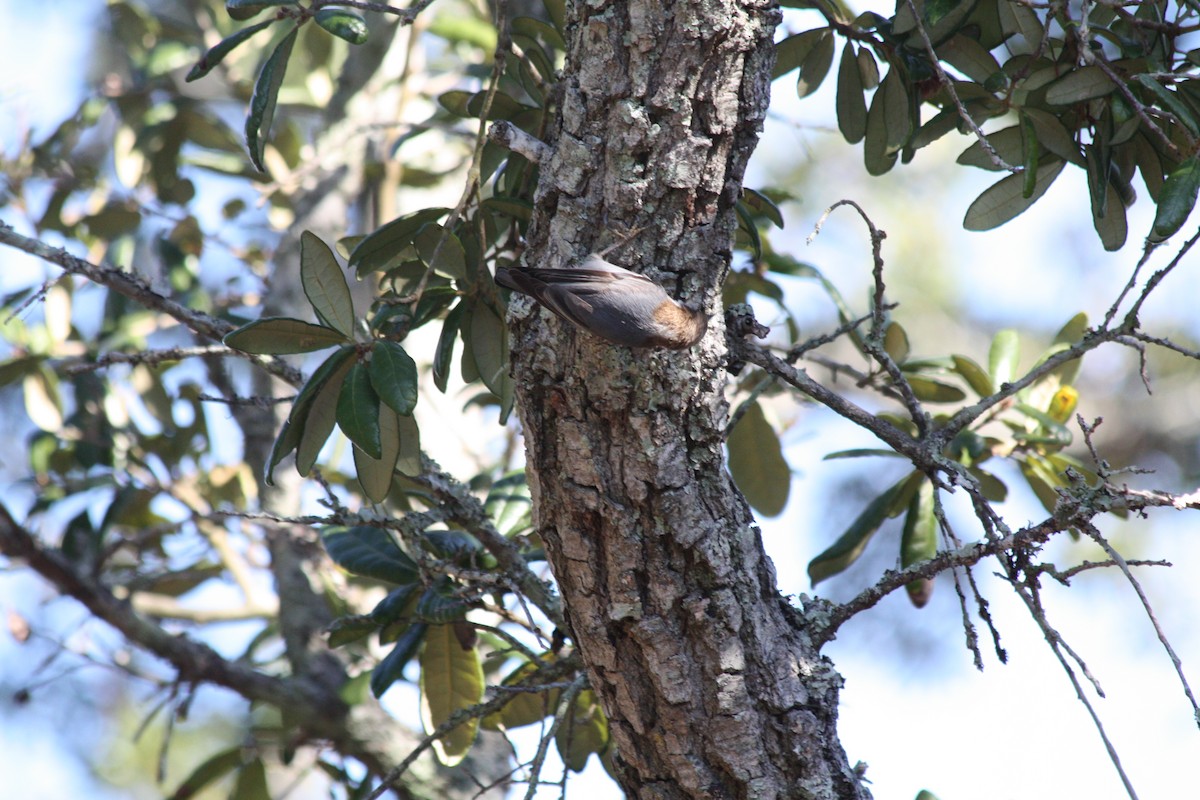 Sittelle à tête brune - ML647731055