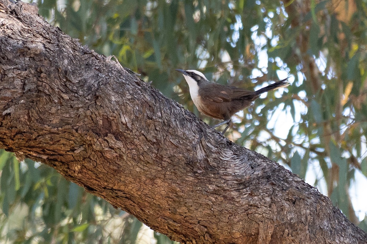 オーストラリアマルハシ - ML647731056