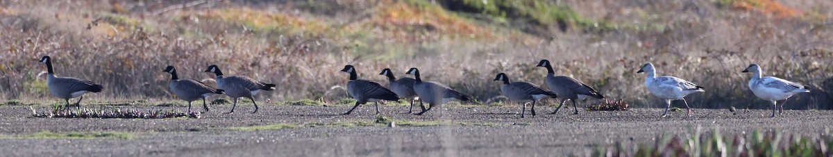 Snow Goose - ML647731081
