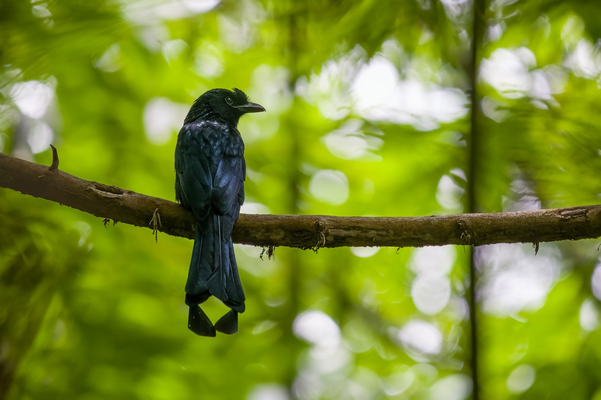 Hair-crested Drongo - ML647731084
