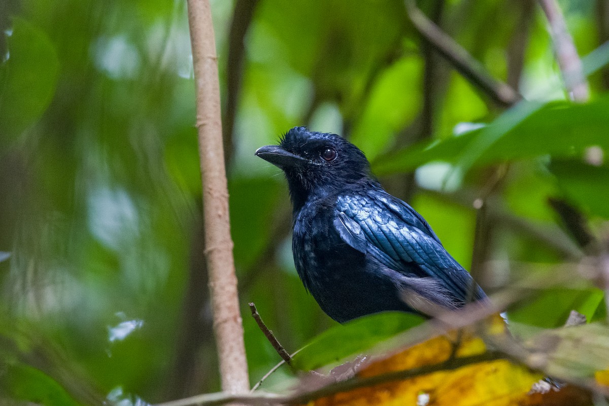 Hair-crested Drongo - ML647731085