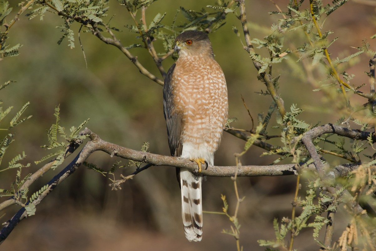 Cooper's Hawk - ML647731092