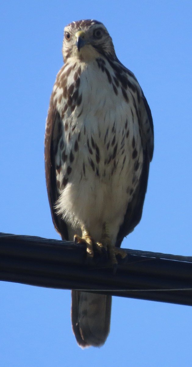 Канюк ширококрилий - ML647731095