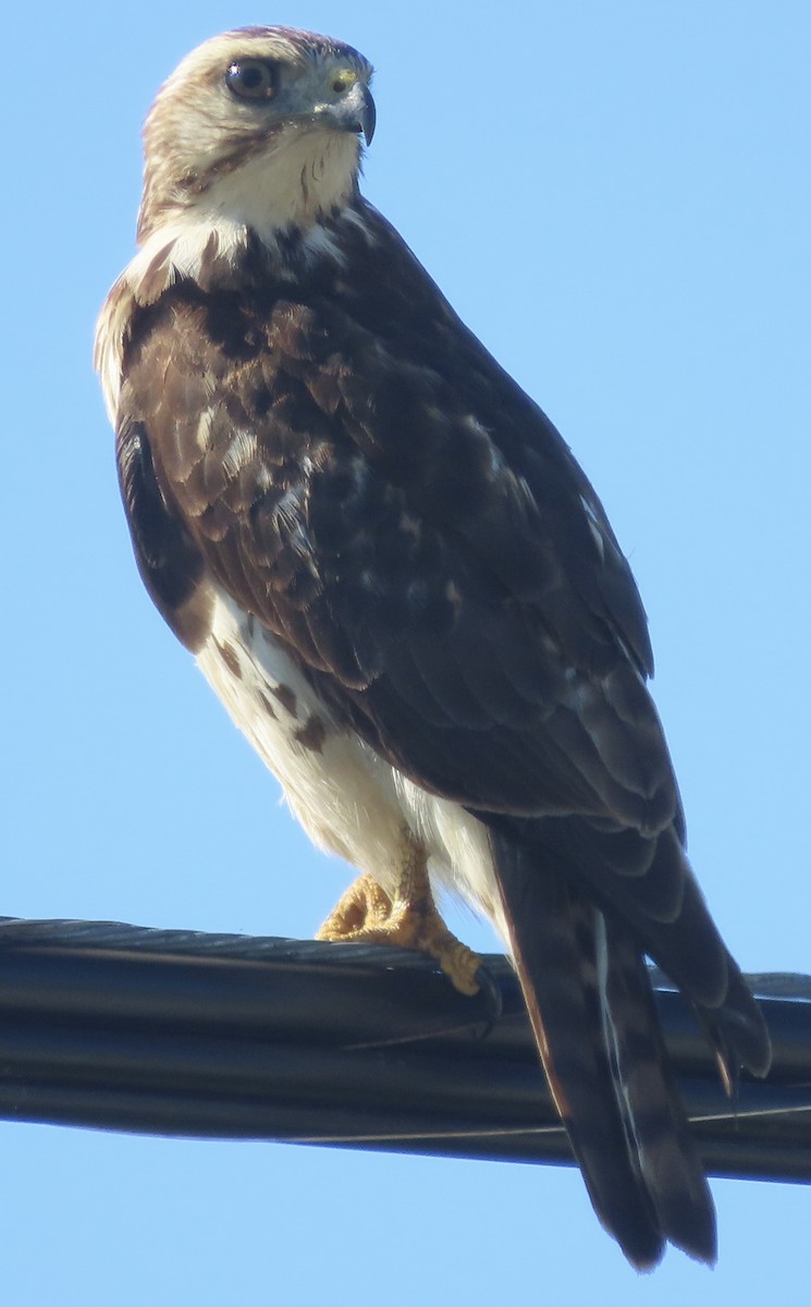 Канюк ширококрилий - ML647731096