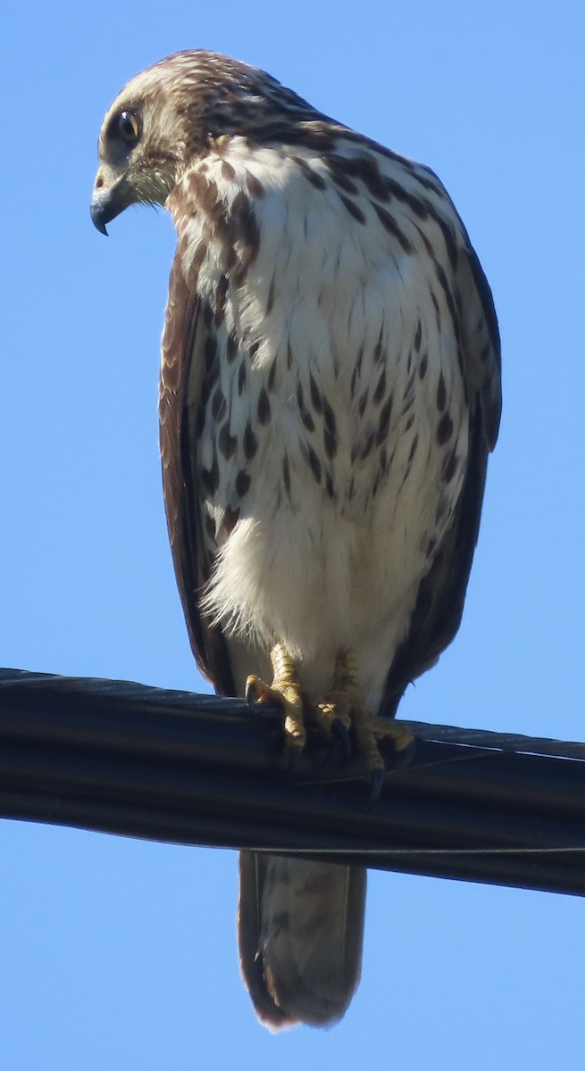 Канюк ширококрилий - ML647731097