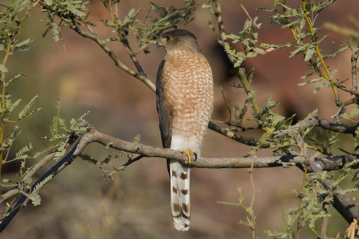 Cooper's Hawk - ML647731107