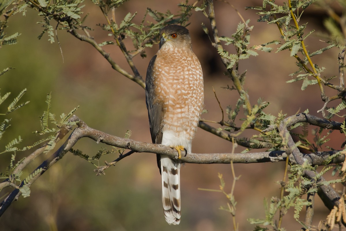 Cooper's Hawk - ML647731108