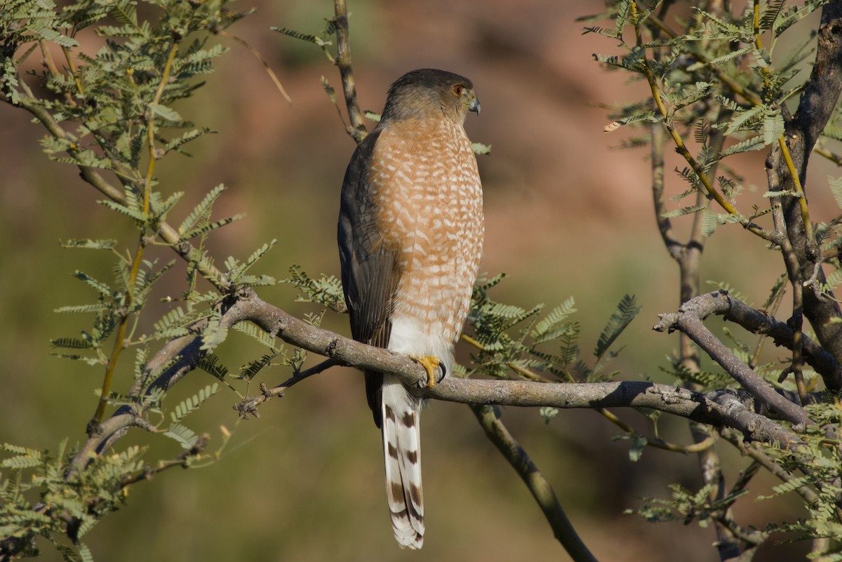 Cooper's Hawk - ML647731109