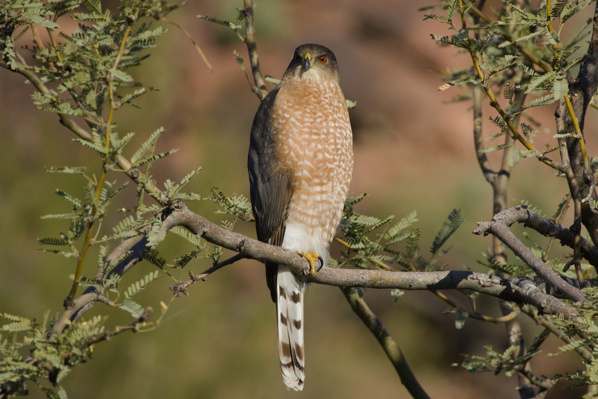 Cooper's Hawk - ML647731110