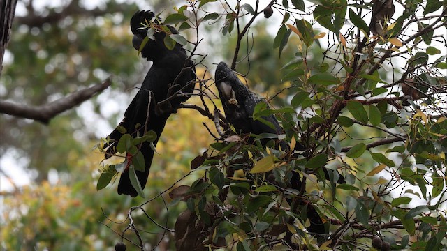 Какатоїс червонохвостий - ML647731112