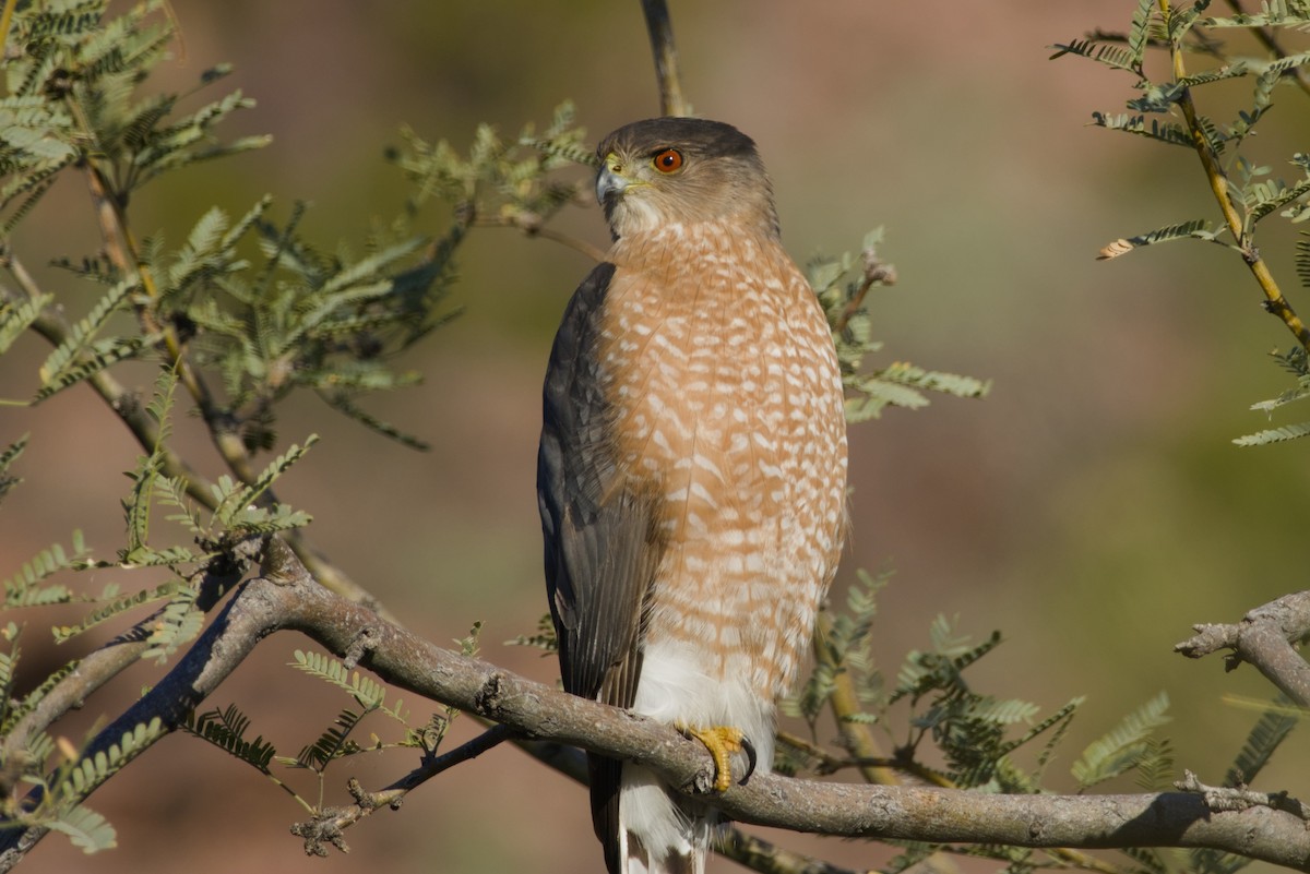 Cooper's Hawk - ML647731116