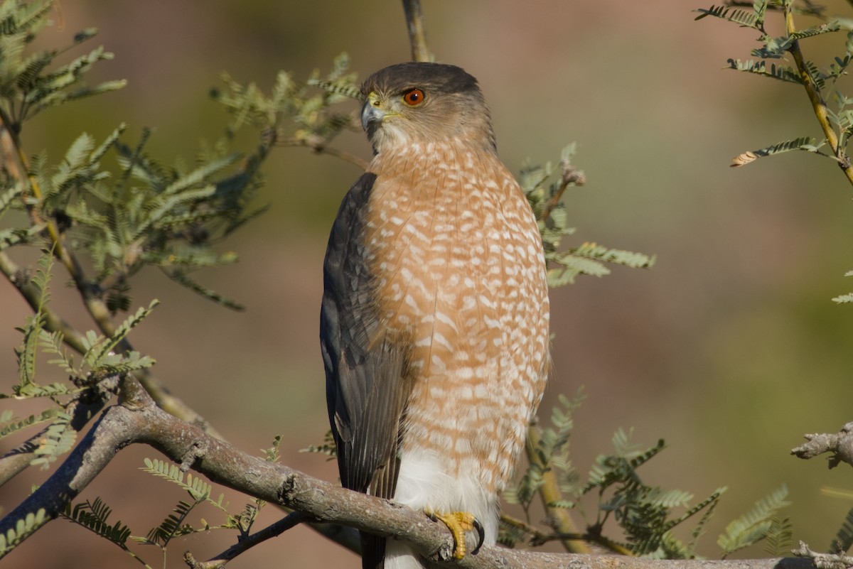 Cooper's Hawk - ML647731119