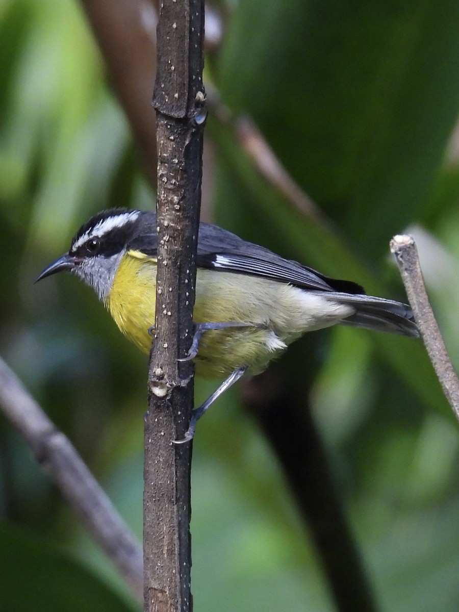 Bananaquit - ML647731121