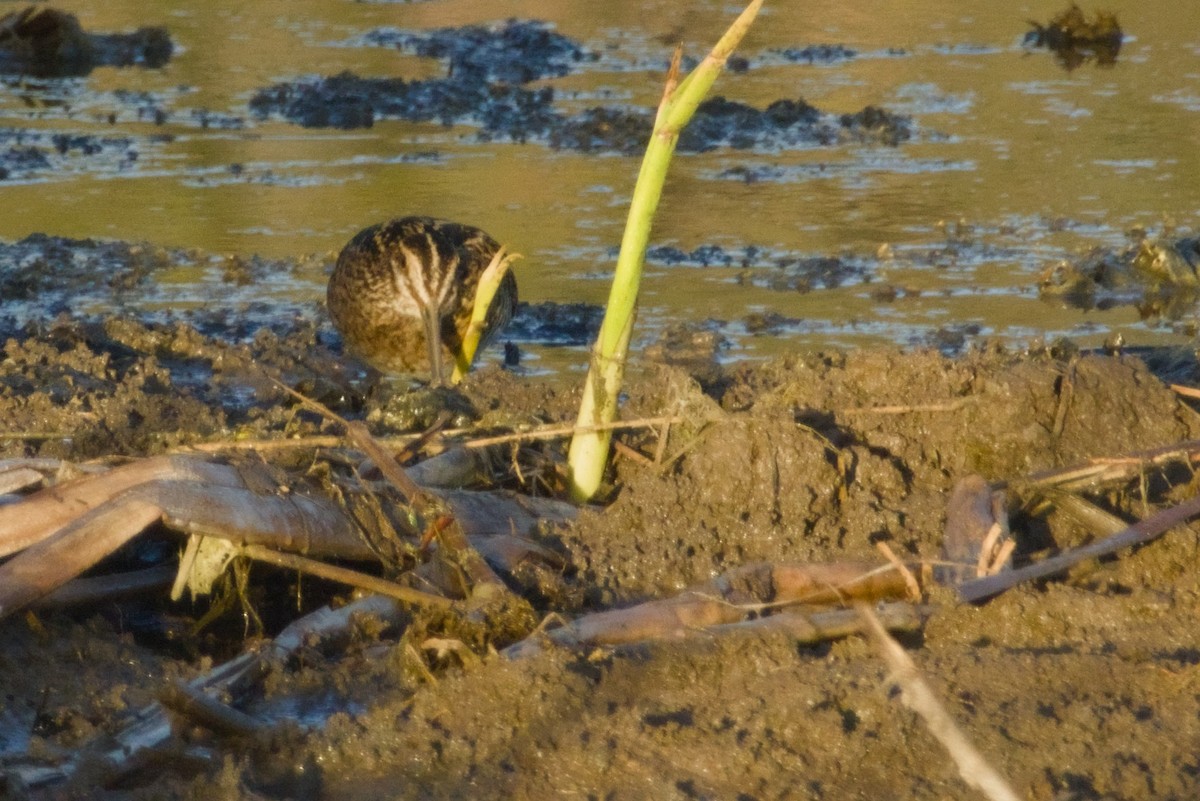 Wilson Suçulluğu - ML647731128