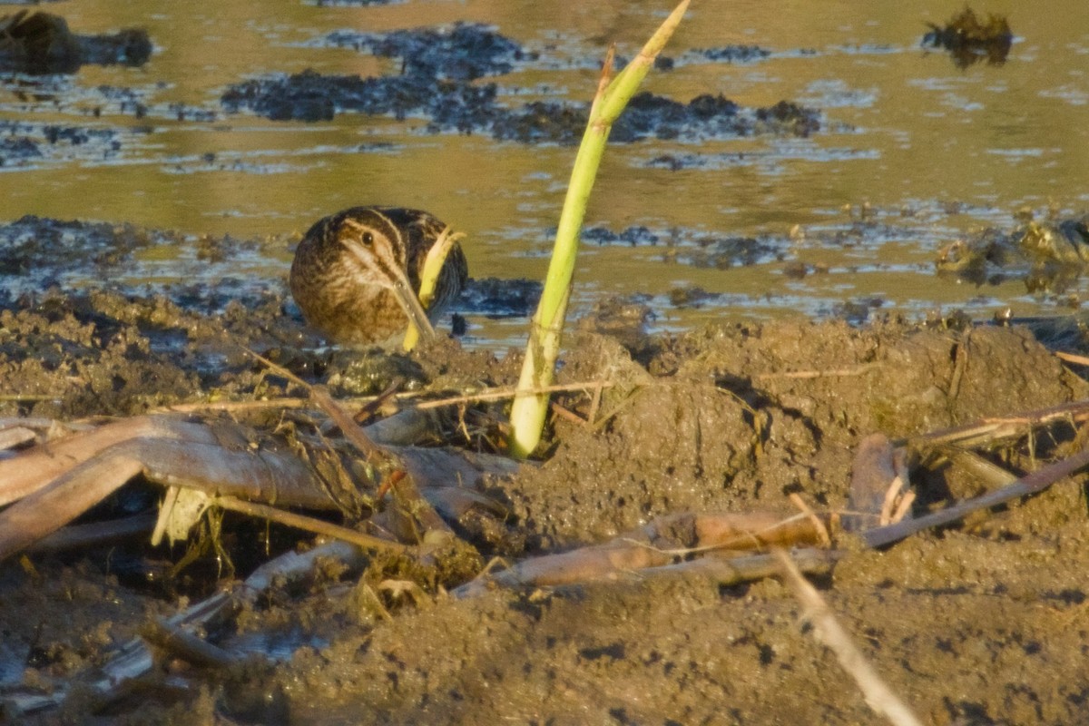 Wilson Suçulluğu - ML647731129