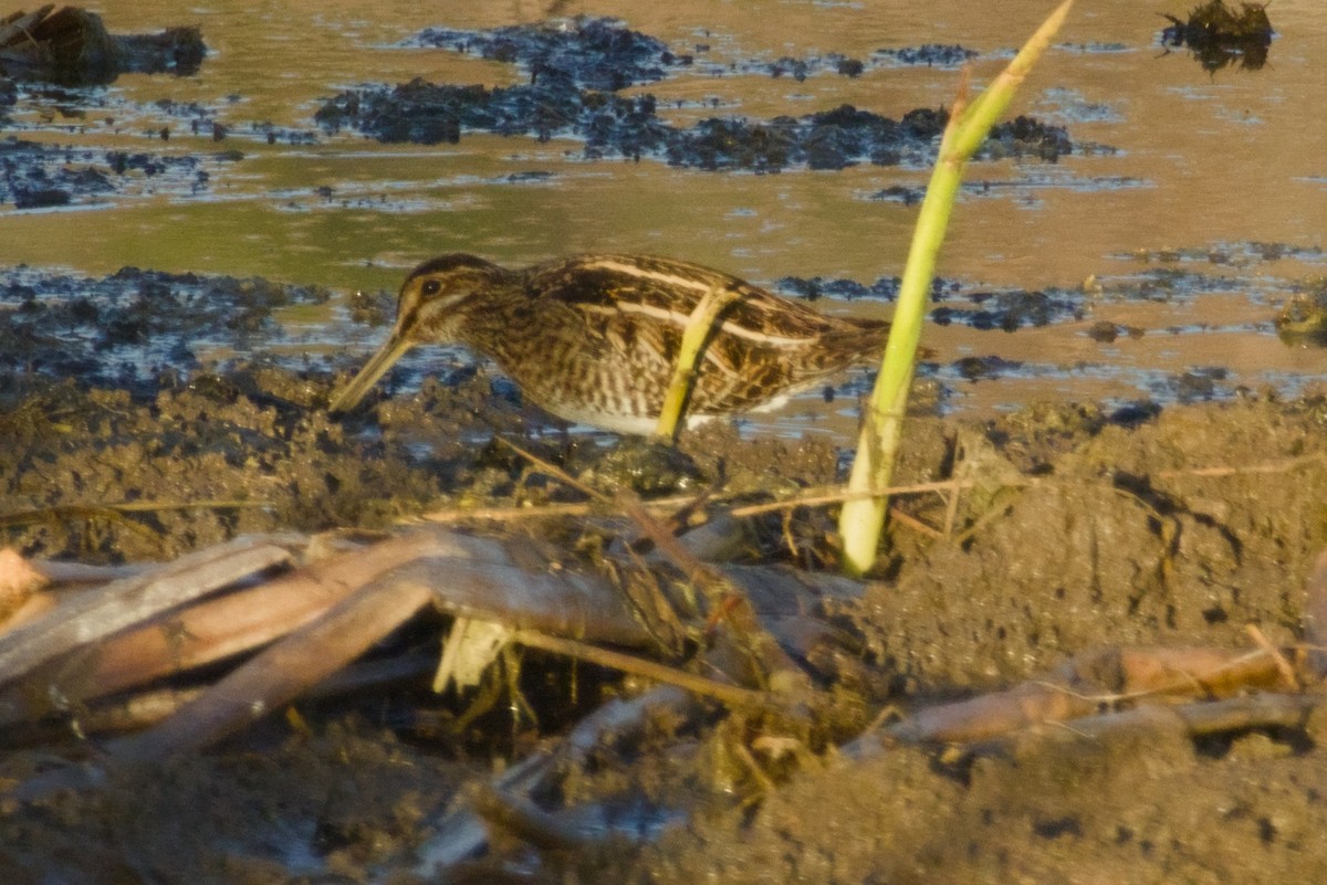 Wilson Suçulluğu - ML647731130