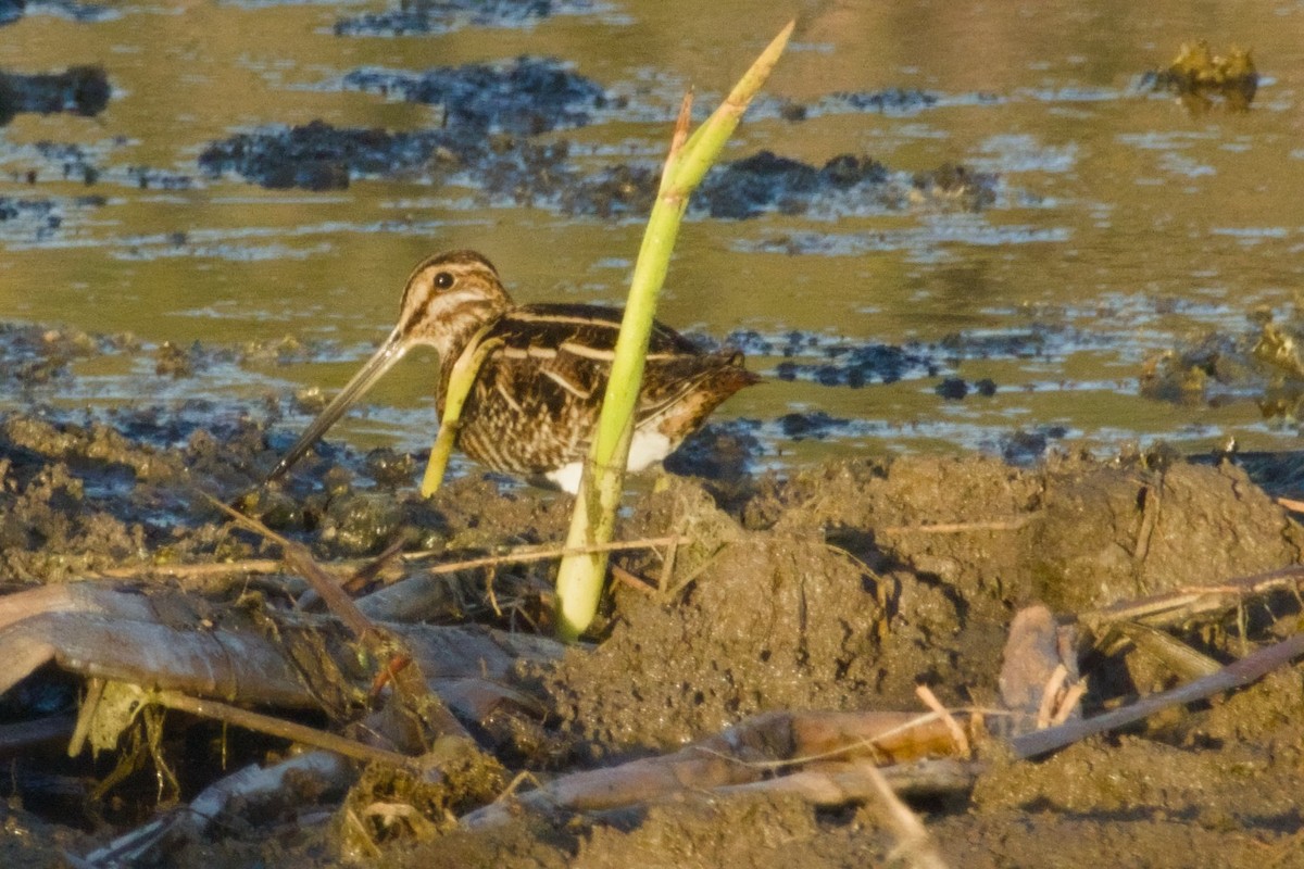 Wilson Suçulluğu - ML647731131