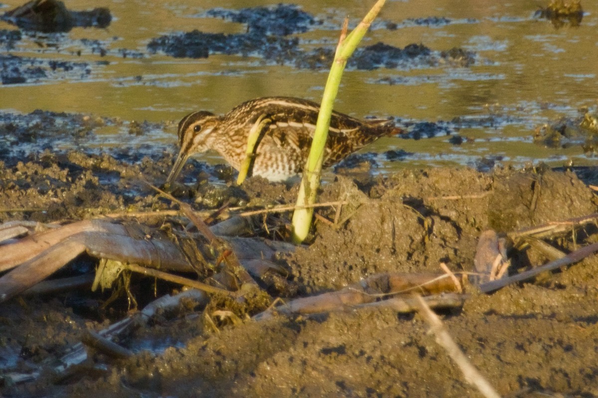 Wilson Suçulluğu - ML647731132