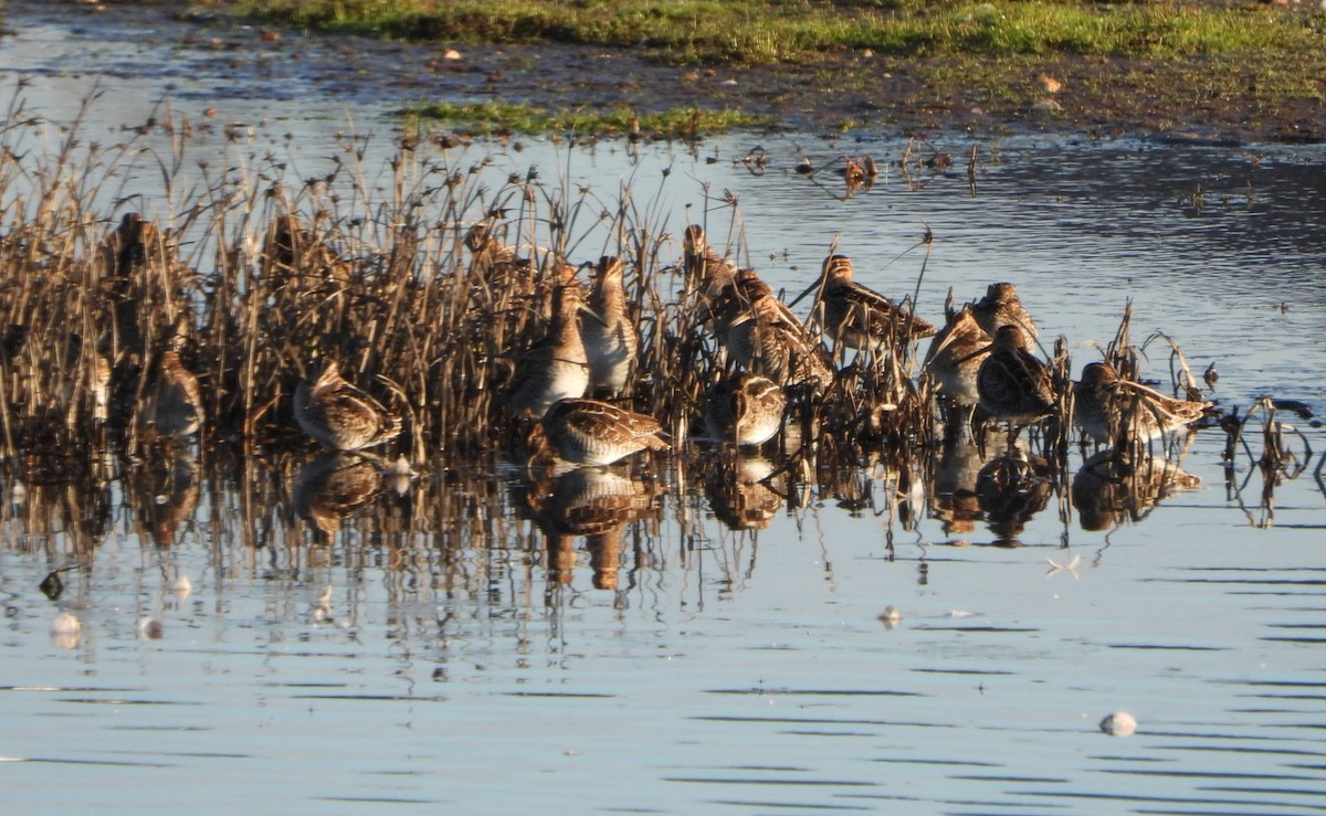 Wilson Suçulluğu - ML647731135