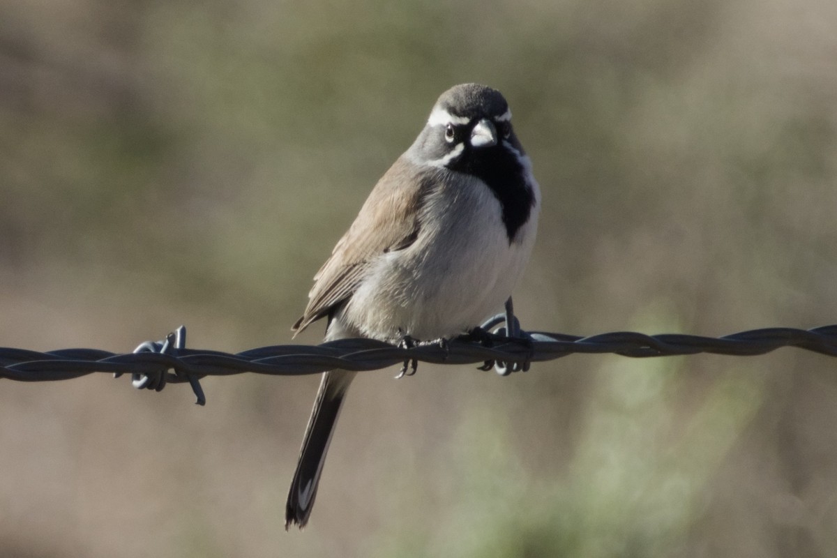 Black-throated Sparrow - ML647731161