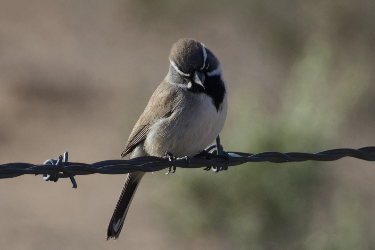 Black-throated Sparrow - ML647731162