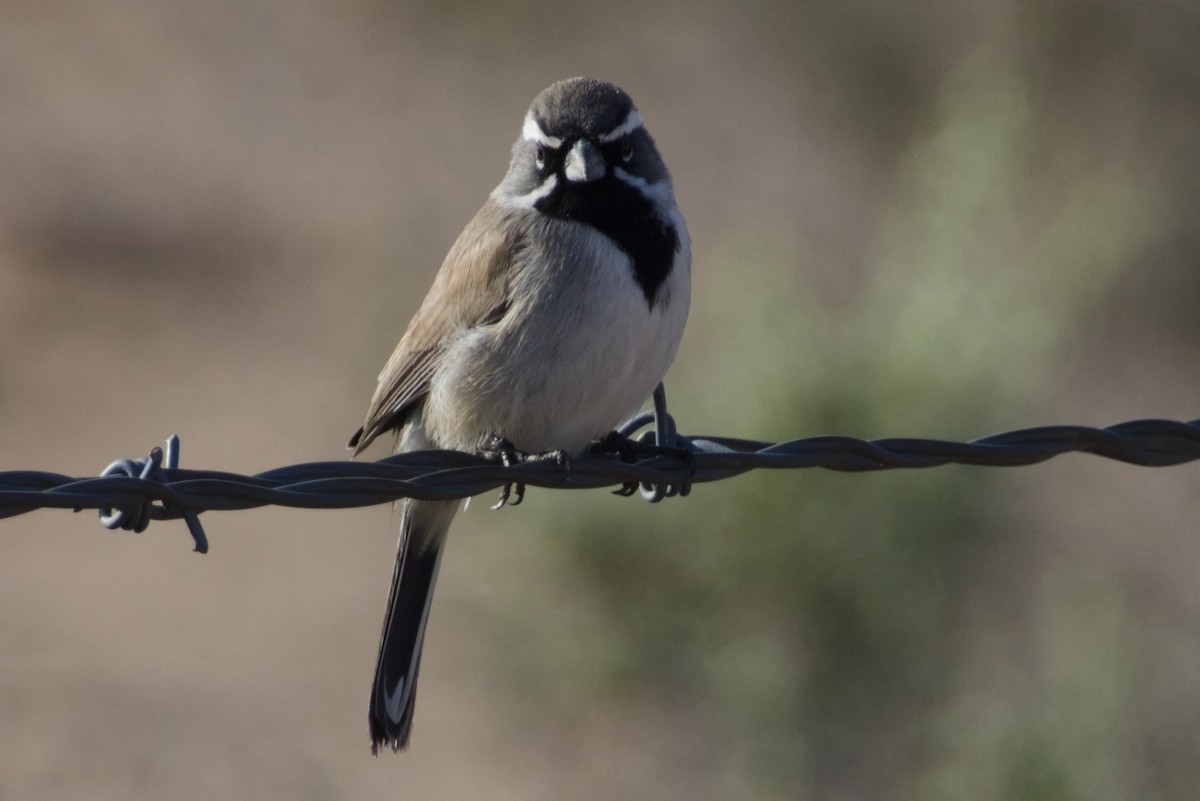 Black-throated Sparrow - ML647731163