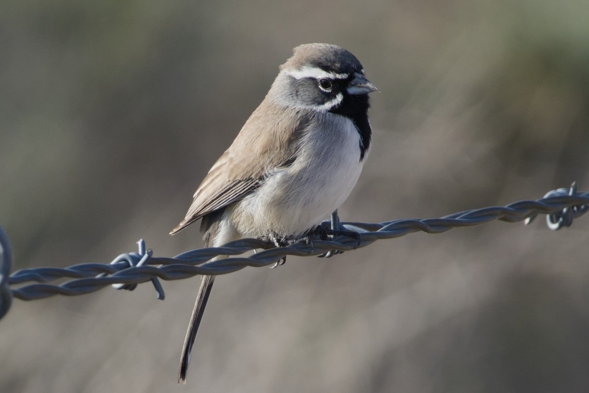 Black-throated Sparrow - ML647731164