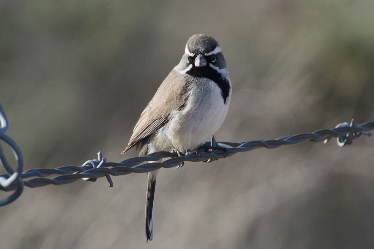 Black-throated Sparrow - ML647731165