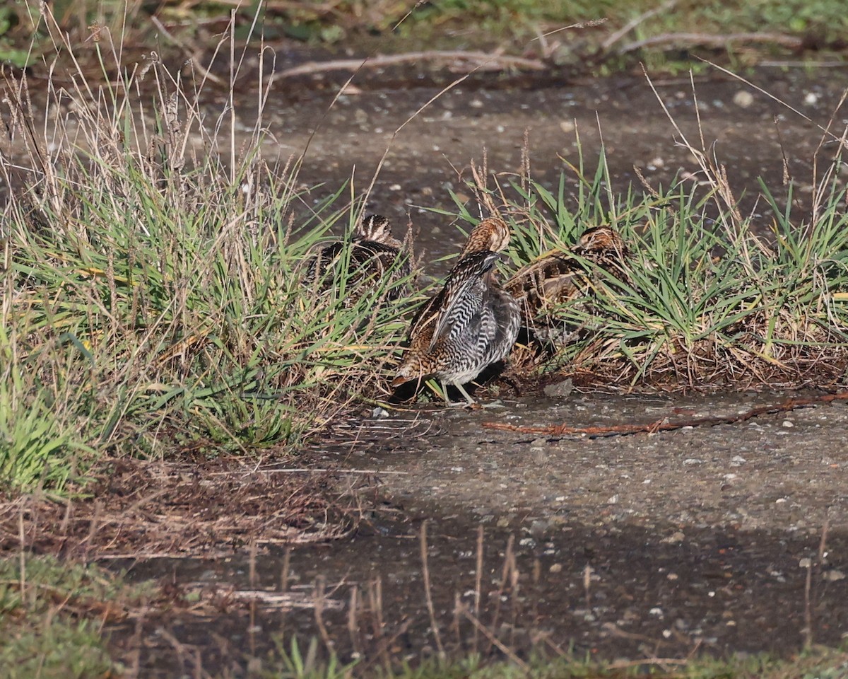 Wilson's Snipe - ML647731191