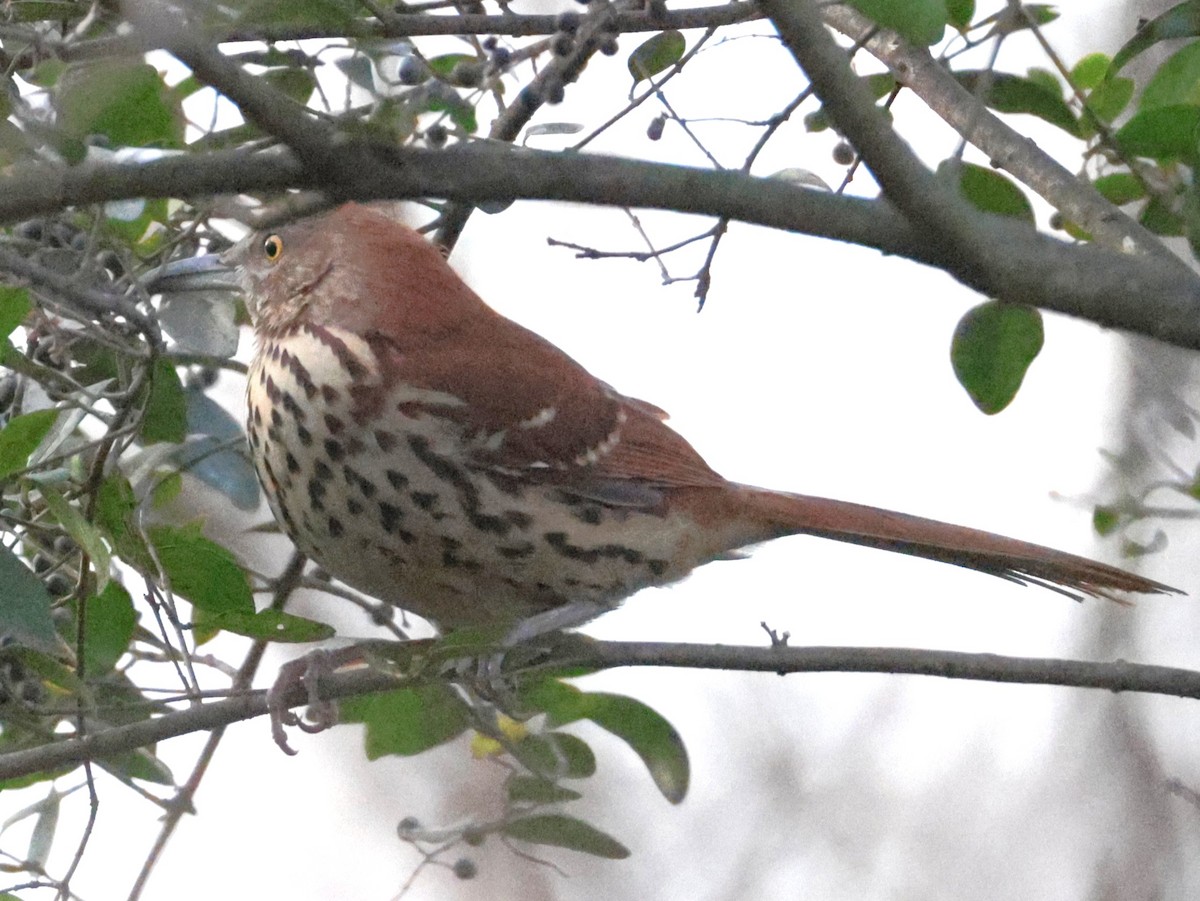 Brown Thrasher - ML647731236